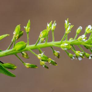 Photographie n°308828 du taxon Lepidium heterophyllum Benth. [1826]