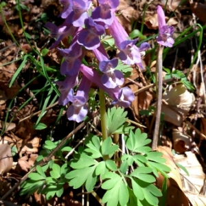 Photographie n°308925 du taxon Corydalis solida (L.) Clairv.