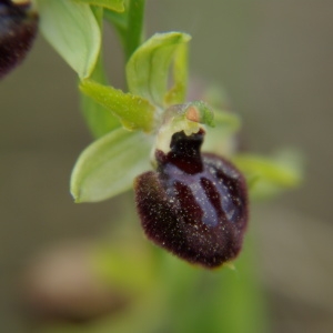 Photographie n°309106 du taxon Ophrys exaltata Ten. [1819]