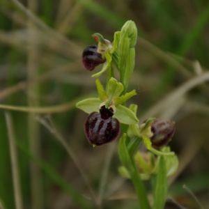 Photographie n°309120 du taxon Ophrys exaltata Ten. [1819]