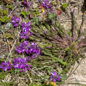 Photographie n°309210 du taxon Polygala vulgaris L. [1753]