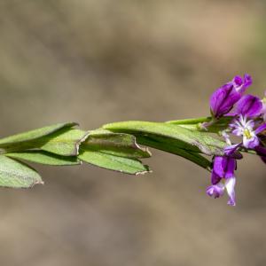 Photographie n°309211 du taxon Polygala vulgaris L. [1753]