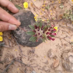 Photographie n°309239 du taxon Anthyllis vulneraria L.