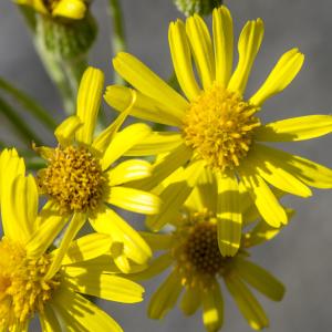 Photographie n°309244 du taxon Tephroseris helenitis (L.) B.Nord.