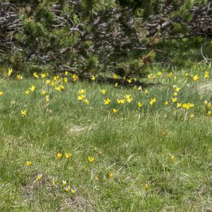 Photographie n°309247 du taxon Tulipa sylvestris subsp. australis (Link) Pamp.