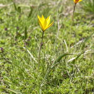 Photographie n°309250 du taxon Tulipa sylvestris subsp. australis (Link) Pamp.