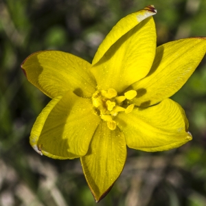 Photographie n°309252 du taxon Tulipa sylvestris subsp. australis (Link) Pamp.