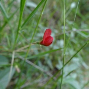 Photographie n°309276 du taxon Lathyrus cicera L. [1753]