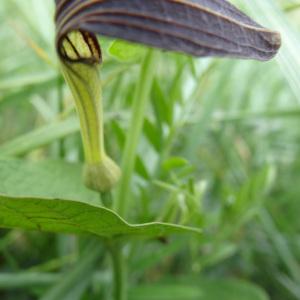 Photographie n°309284 du taxon Aristolochia rotunda L. [1753]