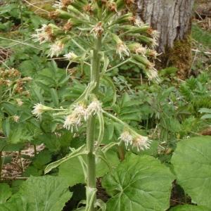 Photographie n°309383 du taxon Petasites albus (L.) Gaertn. [1791]