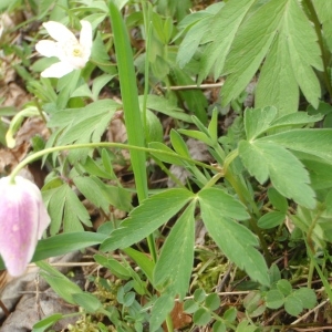 Photographie n°309438 du taxon Anemone nemorosa L. [1753]