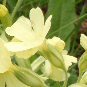 Photographie n°309446 du taxon Primula elatior (L.) Hill [1765]