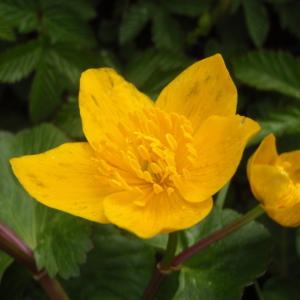 Photographie n°309451 du taxon Caltha palustris L. [1753]