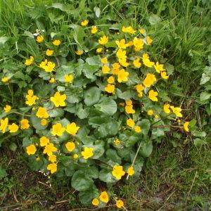 Photographie n°309454 du taxon Caltha palustris L. [1753]