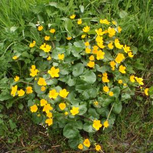 Photographie n°309457 du taxon Caltha palustris L. [1753]