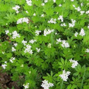 Photographie n°309533 du taxon Galium odoratum (L.) Scop. [1771]