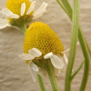 Photographie n°309568 du taxon Matricaria chamomilla L. [1753]