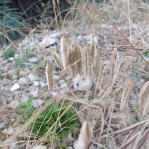 Photographie n°309648 du taxon Bromus squarrosus L. [1753]