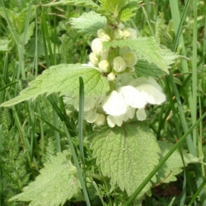 Photographie n°309659 du taxon Lamium album L.