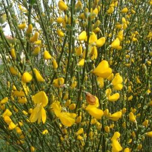 Photographie n°309663 du taxon Cytisus scoparius (L.) Link [1822]