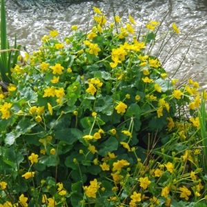 Photographie n°309666 du taxon Caltha palustris L. [1753]