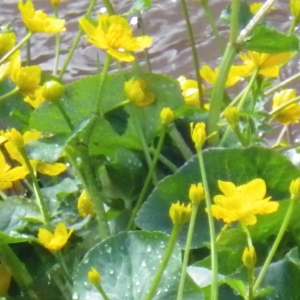 Photographie n°309667 du taxon Caltha palustris L. [1753]