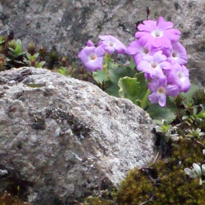 Photographie n°309670 du taxon Primula hirsuta All. [1773]