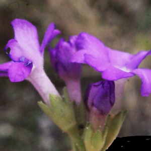 Photographie n°309674 du taxon Primula hirsuta All. [1773]