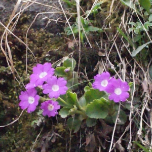 Photographie n°309677 du taxon Primula hirsuta All. [1773]