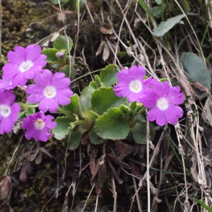 Photographie n°309679 du taxon Primula hirsuta All. [1773]