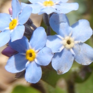 Photographie n°309684 du taxon Myosotis L. [1753]