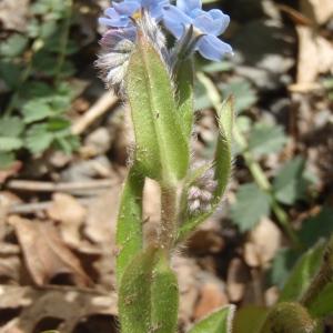 Photographie n°309685 du taxon Myosotis L. [1753]