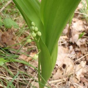 Photographie n°309694 du taxon Convallaria majalis L.