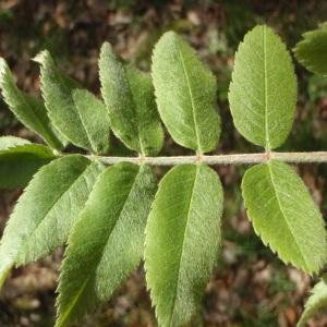 Photographie n°309696 du taxon Sorbus aucuparia L. [1753]