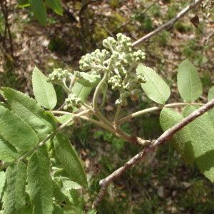 Photographie n°309698 du taxon Sorbus aucuparia L. [1753]