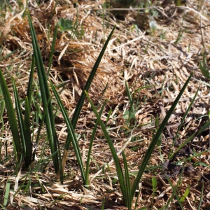 Photographie n°309740 du taxon Crocus vernus (L.) Hill [1765]