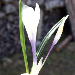 Photographie n°309743 du taxon Crocus vernus (L.) Hill [1765]