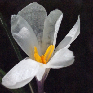 Photographie n°309745 du taxon Crocus vernus (L.) Hill [1765]