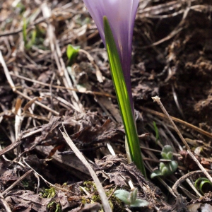 Photographie n°309751 du taxon Crocus vernus (L.) Hill [1765]