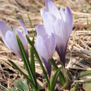 Photographie n°309773 du taxon Crocus vernus (L.) Hill [1765]