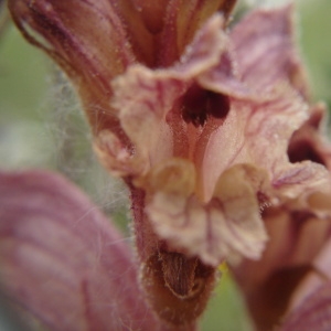 Photographie n°309828 du taxon Orobanche alba Stephan ex Willd. [1800]