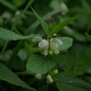 Photographie n°309836 du taxon Lamium album L.