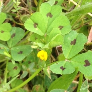 Photographie n°309843 du taxon Medicago arabica (L.) Huds. [1762]