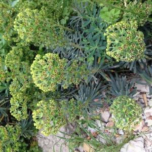 Photographie n°309983 du taxon Euphorbia characias L. [1753]