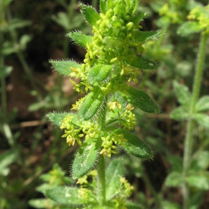 Photographie n°310176 du taxon Cruciata laevipes Opiz [1852]