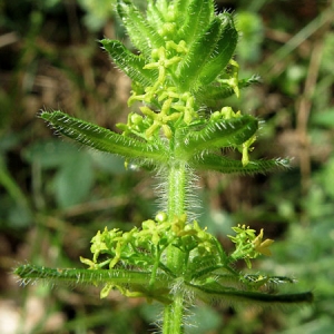 Photographie n°310177 du taxon Cruciata laevipes Opiz [1852]