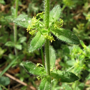 Photographie n°310178 du taxon Cruciata laevipes Opiz [1852]