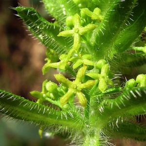 Photographie n°310179 du taxon Cruciata laevipes Opiz [1852]