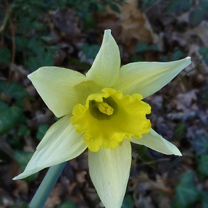 Photographie n°310185 du taxon Narcissus bicolor L. [1762]