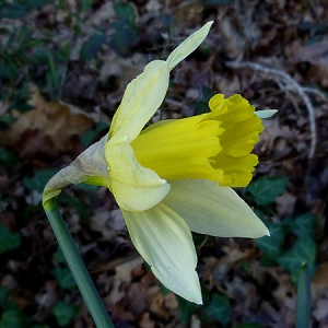 Photographie n°310186 du taxon Narcissus bicolor L. [1762]
